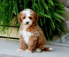 Meet Pepsi, a playful F1B Mini Goldendoodle puppy